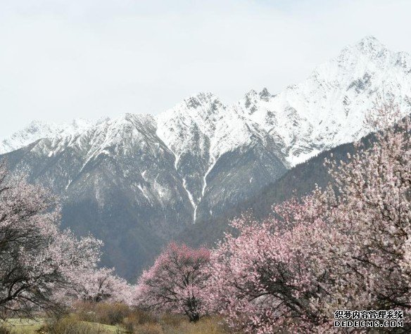 蓝冠官网雪域花开 西藏小“江南”桃花盛放