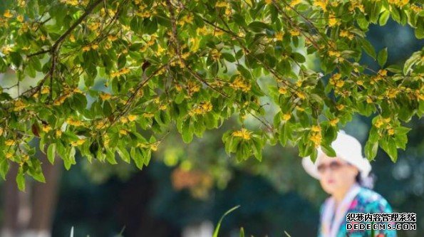 40个树种入选南京“树王蓝冠注册”:树龄最老的已超过1500岁