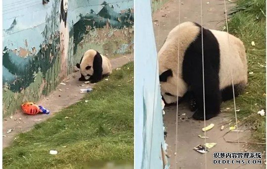 男子往大熊猫活动场丢蓝冠代理烟头 被禁止1年内再次参观