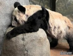 <b>旅居美国的大熊猫“丫丫”蓝冠测速将回国，身体状况如何？</b>
