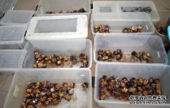 <b>蓝冠测速中国夫妇因在日本捉 683隻寄居蟹被拘捕，称只为“食用</b>