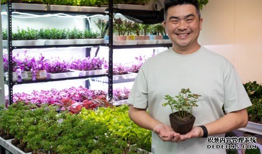 港人引入日本蓝冠注册无土种植技术 悭水更易种 送保养鼓励“植物杀手”尝试种植